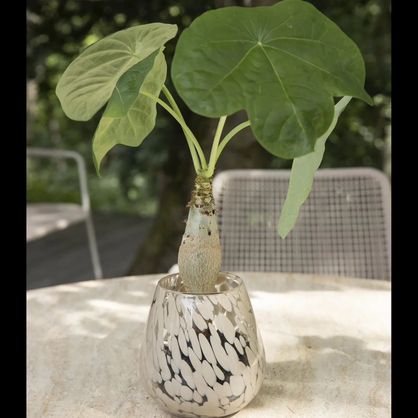 Vidrun Vase 15 x 15 cm
